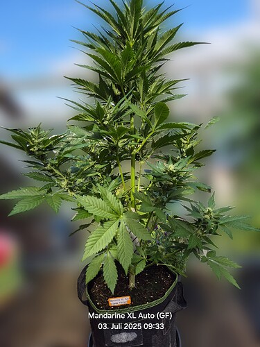 Mandarine XL Auto (Ganja Farmer)