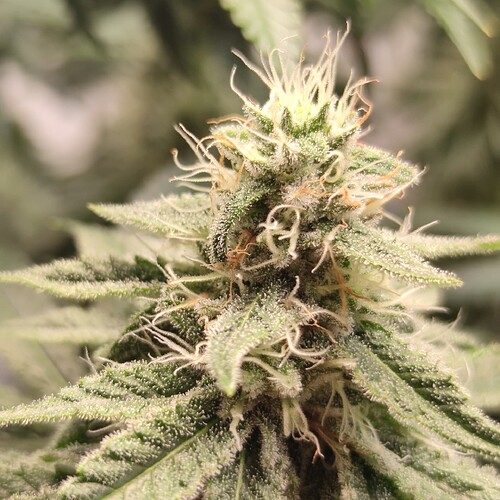 Growreport Bild 16