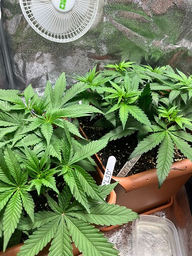 Growreport Bild 2