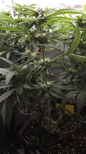 Growreport Bild 7