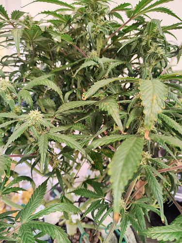 Growreport Bild 6