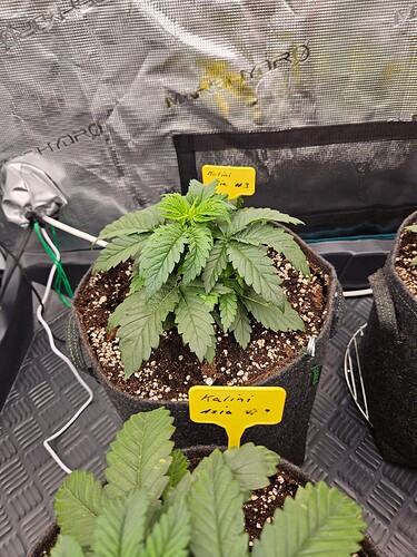 Growreport Bild 19