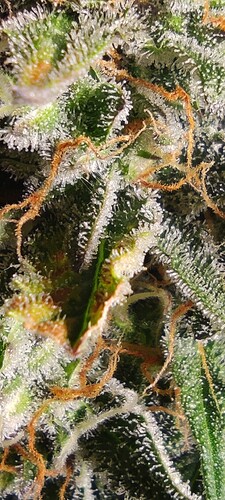 Growreport Bild 18