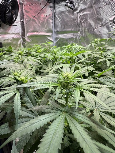 Growreport Bild 68