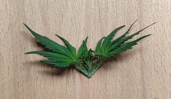 Growreport Bild 17