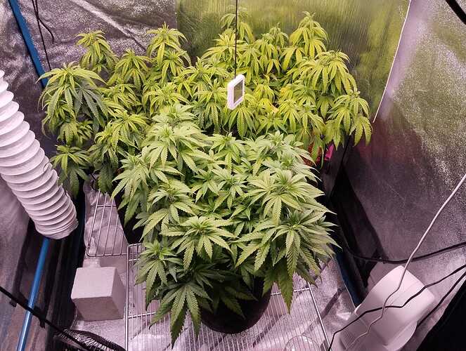 IMG_20241111_170216 - Kopie