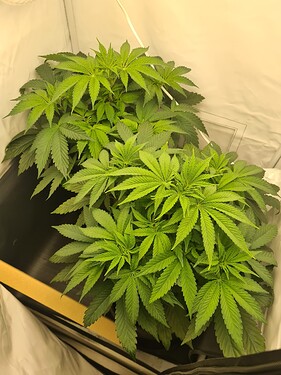 Growreport Bild 3