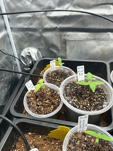 Growreport Bild 49
