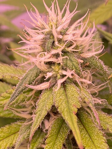 Growreport Bild 6