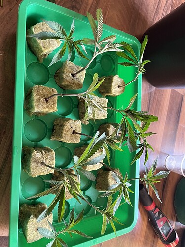 Growreport Bild 40