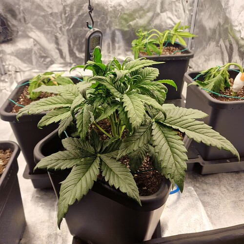 Growreport Bild 7