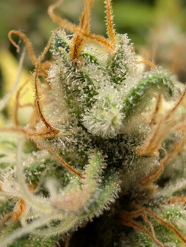 Growreport Bild 10