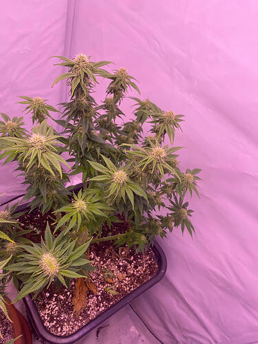Growreport Bild 18