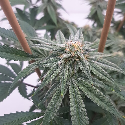 Growreport Bild 15
