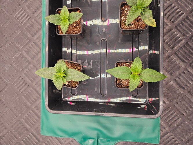 Growreport Bild 32