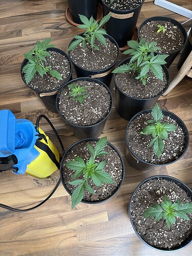 Growreport Bild 4