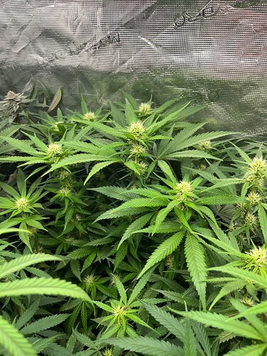 Growreport Bild 10
