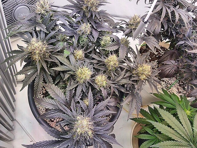 Growreport Bild 1