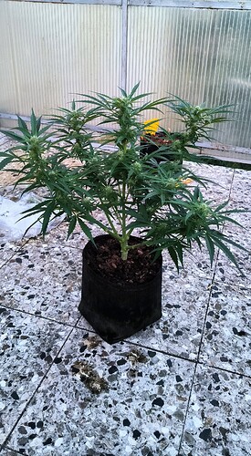 Growreport Bild 5