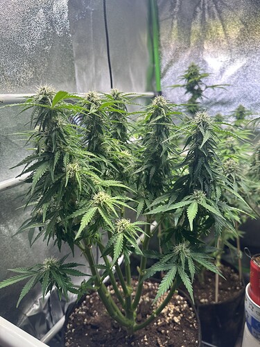 Growreport Bild 6