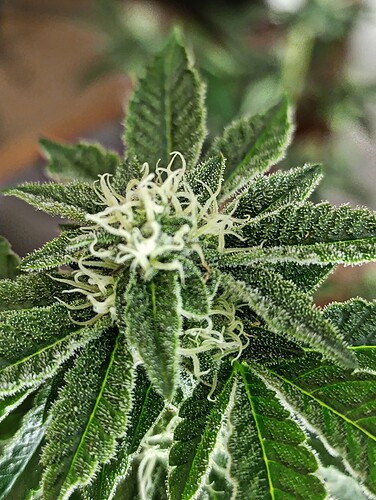 Growreport Bild 9