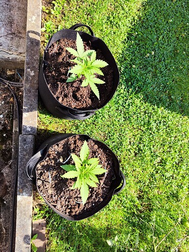 Growreport Bild 9