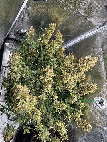 Growreport Bild 3