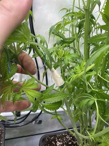 Growreport Bild 6