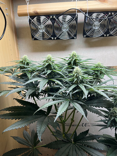 Growreport Bild 2