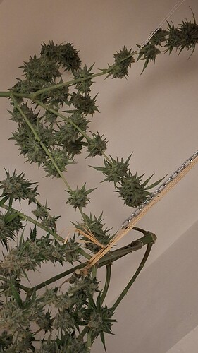 Growreport Bild 3