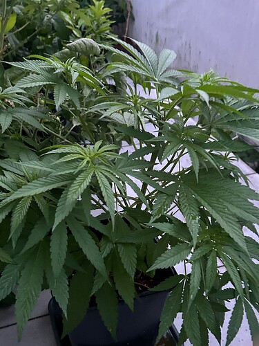 Growreport Bild 18