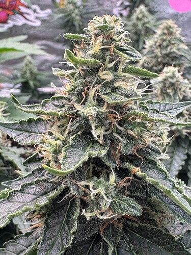 Growreport Bild 5