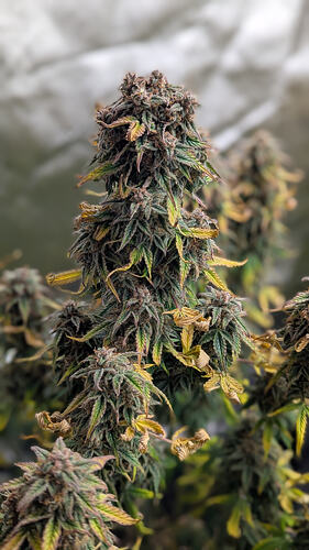 Growreport Bild 4