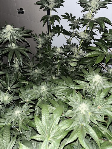 Growreport Bild 12