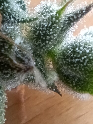 Growreport Bild 24