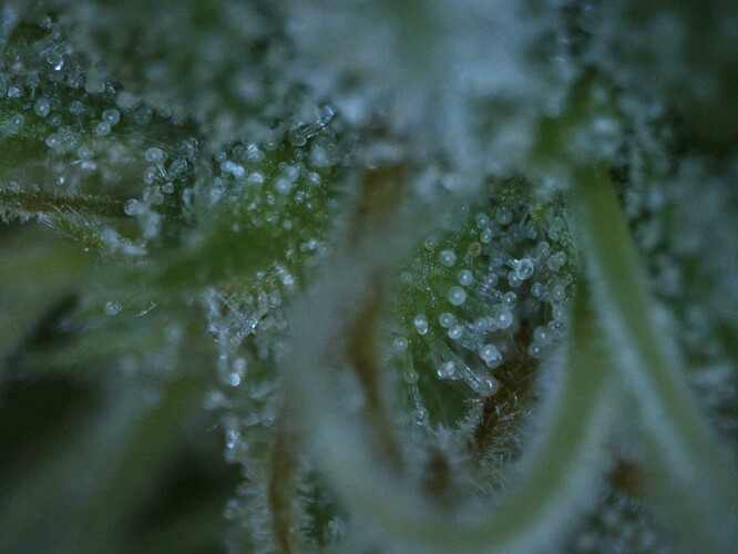 20250604-trichome03