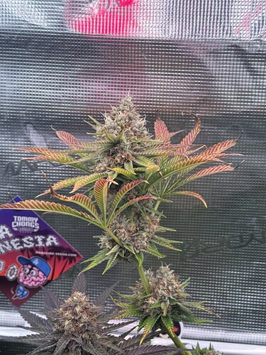 Growreport Bild 54