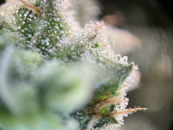 Growreport Bild 5