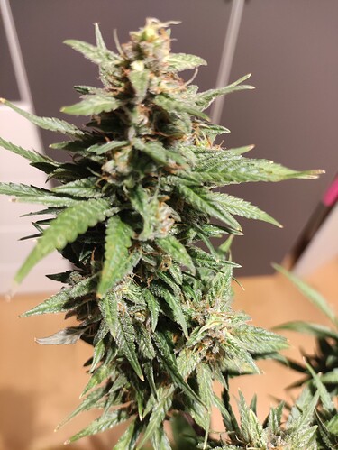 Growreport Bild 13