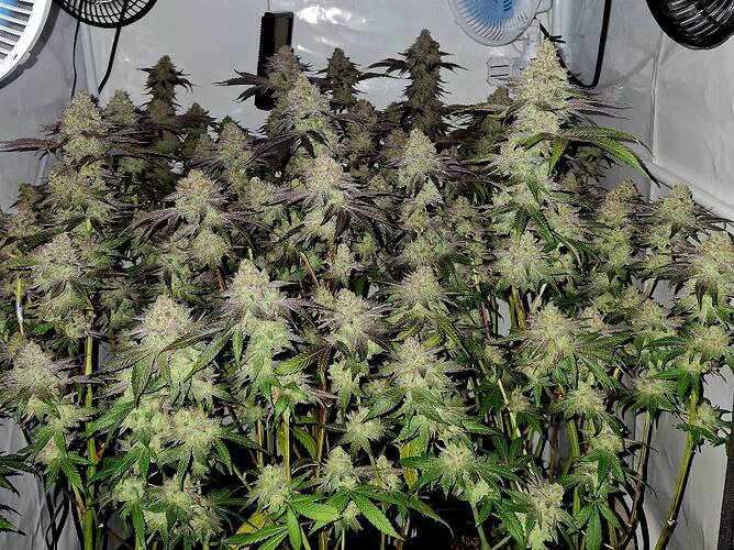 Growreport Bild 15