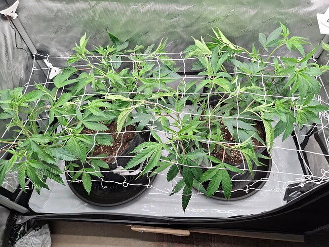 Growreport Bild 8