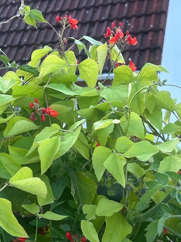 Growreport Bild 33
