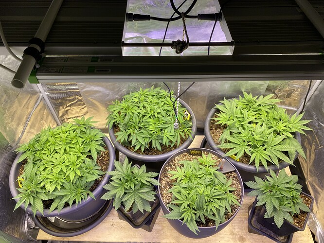 Growreport Bild 31