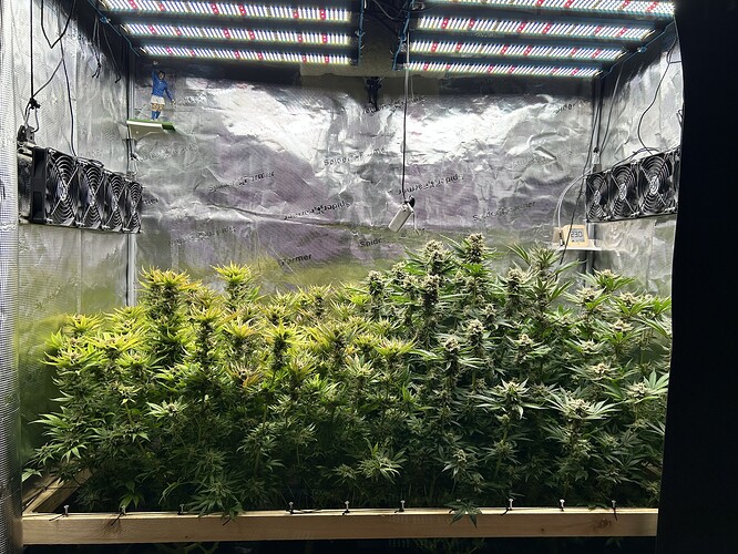 Mehrere blühende Cannabispflanzen in einem Growzelt unter LED-Beleuchtung, mit Lüftern an den Seitenwänden.