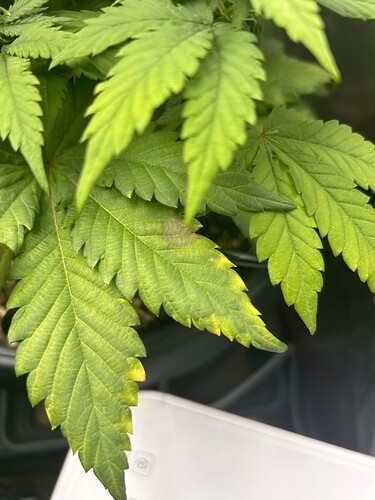 Growreport Bild 2