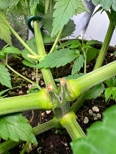 WhatsApp Image 2024-07-02 at 19.33.37