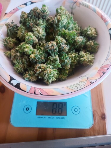 Growreport Bild 22