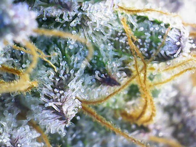 Growreport Bild 13