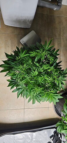 Growreport Bild 29
