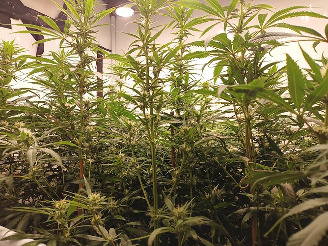 Growreport Bild 2